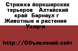 Стрижка йоркширских терьеров - Алтайский край, Барнаул г. Животные и растения » Услуги   